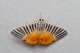 Attēlu rezultāti vaicājumam “Neocudoniella albiceps”