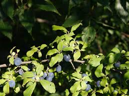 Attēlu rezultāti vaicājumam “Prunus domestica subsp. domestica leaf”