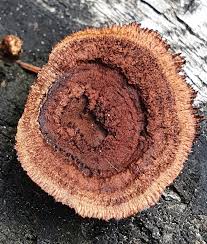 Attēlu rezultāti vaicājumam “Gloeophyllum abietinum”