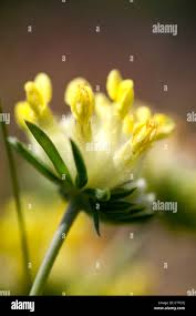 Attēlu rezultāti vaicājumam “Anthyllis maritima flower”