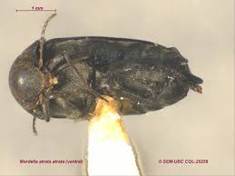 Attēlu rezultāti vaicājumam “Mordella sp.”