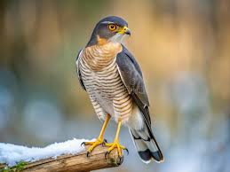 Attēlu rezultāti vaicājumam “Accipiter nisus male”