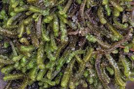 Attēlu rezultāti vaicājumam “Barbilophozia attenuata”