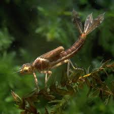 Attēlu rezultāti vaicājumam “Pyrrhosoma nymphula”