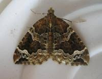 Attēlu rezultāti vaicājumam “Eulithis prunata”