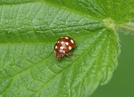 Attēlu rezultāti vaicājumam “Calvia quatuordecimguttata”