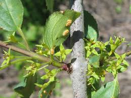 Attēlu rezultāti vaicājumam “Celastrus flagellaris”