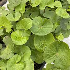 Attēlu rezultāti vaicājumam “Caltha palustris leaf”