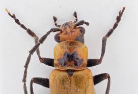 Attēlu rezultāti vaicājumam “Cantharis obscura”