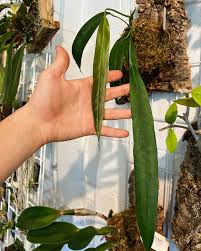 Attēlu rezultāti vaicājumam “Bryum funkii macro”
