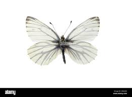 Attēlu rezultāti vaicājumam “Pieris napi underside”