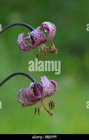 Attēlu rezultāti vaicājumam “Lilium martagon fruit”