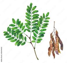 Attēlu rezultāti vaicājumam “Robinia pseudoacacia fruit”