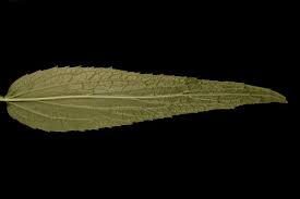 Attēlu rezultāti vaicājumam “Phyteuma spicatum leaf”