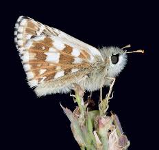 Attēlu rezultāti vaicājumam “Pyrgus alveus underside”