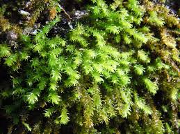 Attēlu rezultāti vaicājumam “Anomodon viticulosus”