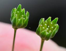 Attēlu rezultāti vaicājumam “Lapsana communis flower”