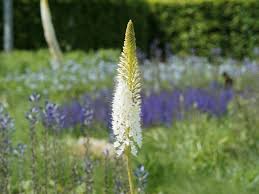 Image result for Steppenkerze