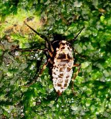 Attēlu rezultāti vaicājumam “Erannis defoliaria”