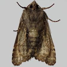 Attēlu rezultāti vaicājumam “Euplexia lucipara”