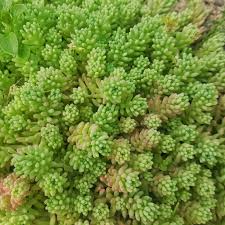 Attēlu rezultāti vaicājumam “Sedum sexangulare flower”