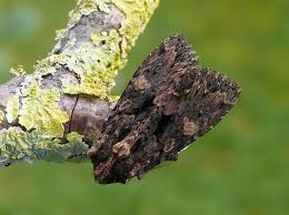 Attēlu rezultāti vaicājumam “Mniotype satura”