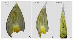 Attēlu rezultāti vaicājumam “Hedwigia ciliata sporophyte”