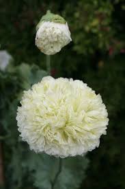 Image result for Papaver somniferum White Cloud