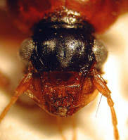 Attēlu rezultāti vaicājumam “Leistus terminatus”