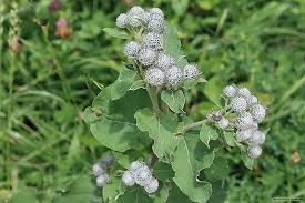 Attēlu rezultāti vaicājumam “Arctium tomentosum fruit”