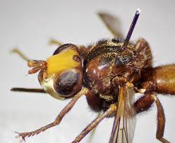 Attēlu rezultāti vaicājumam “Sicus ferrugineus”