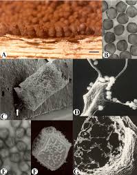 Attēlu rezultāti vaicājumam “Cribraria rubiginosa”