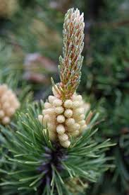 Attēlu rezultāti vaicājumam “Pinus mugo fruit”