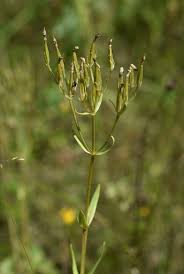 Attēlu rezultāti vaicājumam “Centaurium erythraea bud”