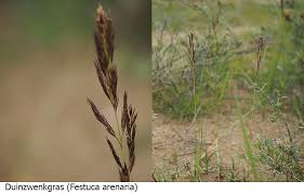 Attēlu rezultāti vaicājumam “Festuca arenaria”