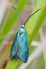 Attēlu rezultāti vaicājumam “Zygaenidae”