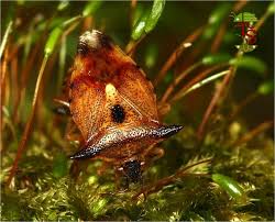 Attēlu rezultāti vaicājumam “Elasmucha ferrugata”