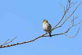 Attēlu rezultāti vaicājumam “Carduelis spinus female”