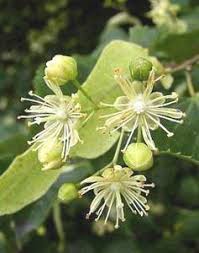 Attēlu rezultāti vaicājumam “Tilia cordata flower”