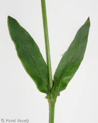 Attēlu rezultāti vaicājumam “Silene tatarica leaf”