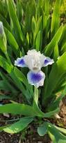 Attēlu rezultāti vaicājumam “Iris rosenbachiana flower”