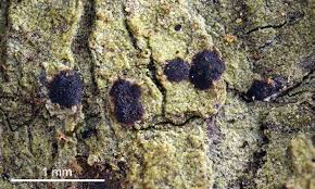 Attēlu rezultāti vaicājumam “Arthonia spadicea”