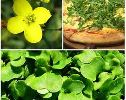 Attēlu rezultāti vaicājumam “Diplotaxis tenuifolia fruit”