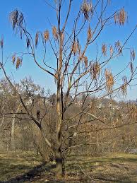 Attēlu rezultāti vaicājumam “Catalpa ovata fruit”