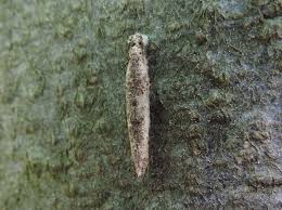 Attēlu rezultāti vaicājumam “Taleporia tubulosa”