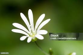 Attēlu rezultāti vaicājumam “Stellaria nemorum flower”