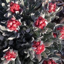 Image result for Helichrysum subulifolium