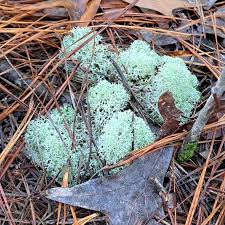 Attēlu rezultāti vaicājumam “Cladonia stygia”