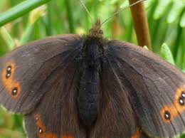 Attēlu rezultāti vaicājumam “Erebia aethiops underside”