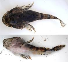 Image result for Myoxocephalus scorpius